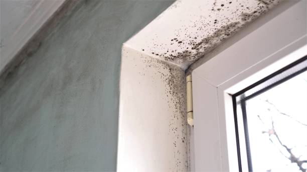 Best Bathroom Mold Remediation in USA